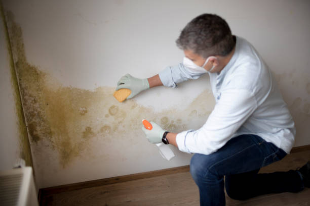 Best Black Mold Removal  in Grant Valkaria, FL